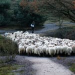 Stado ovaca - Priča