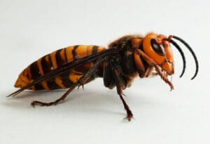 azijski džinovski stršljen