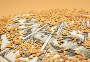 Pšenica - Rusija - izvoz