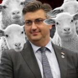 Plenković i ovčice
