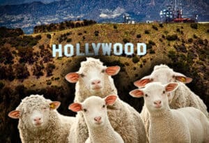 Hollywood i ovce