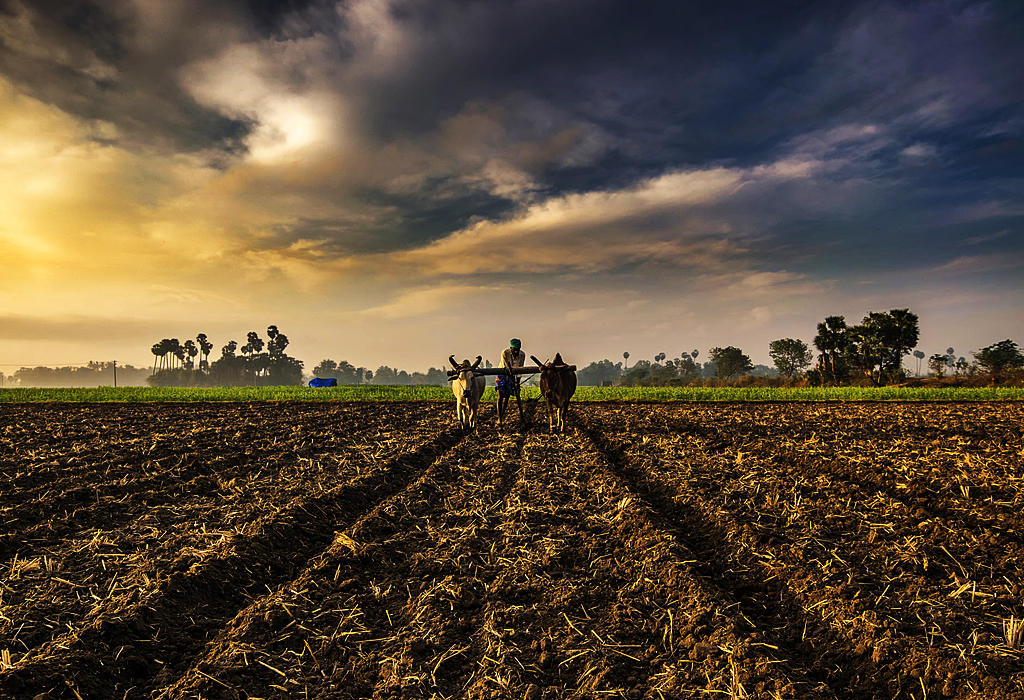 Indija poljoprivreda