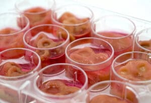 Ouroboros Steak - Kanibalizam