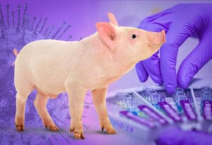 Svinja - Covid - Cjepivo - Želatin