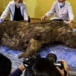 20.000 godina star vuneni nosorog