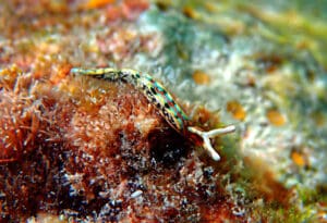 Morski puzevi regeneracija