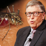Bill Gates i komarci