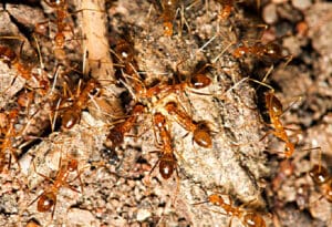 Ludi zuti mravi