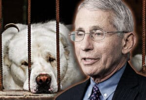 Fauci-Mucenje zivotinja