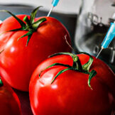 GMO - Rajčica