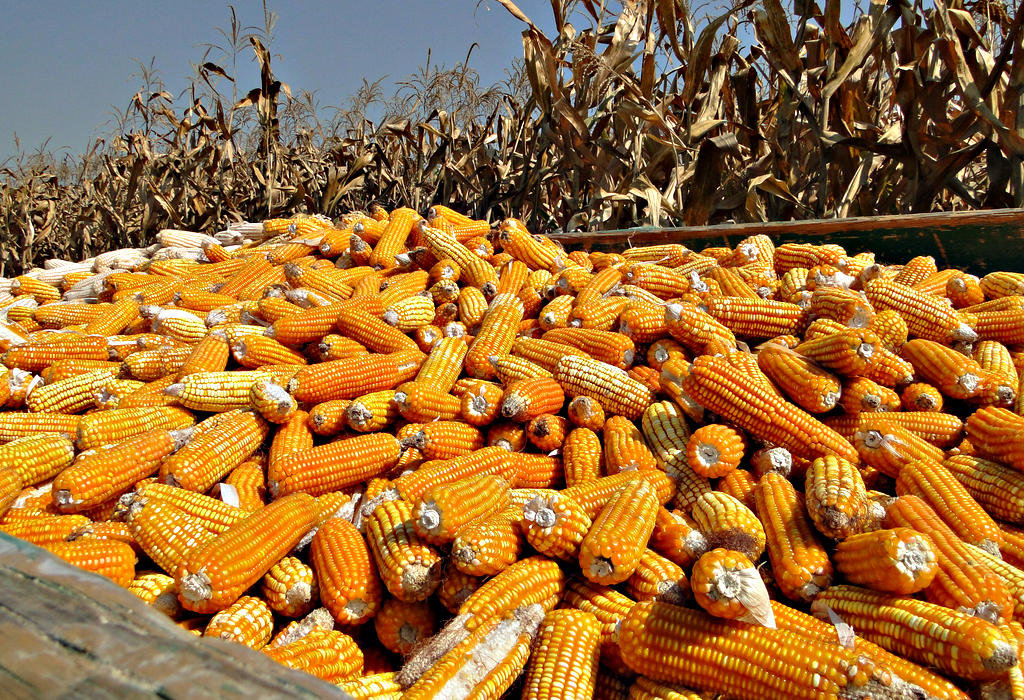 Maize-GMO kukuruz