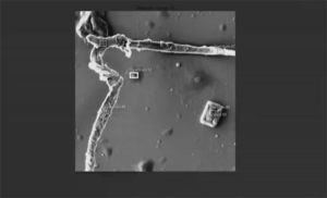 Čini se da slike elektronskim mikroskopom pokazuju ugljičnu nanotehnologiju, aluminij, tulij u Pfizerovim i Moderninim cjepivima protiv Covida-19 2