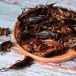 Insekti hrana