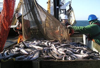Izvoz ribe
