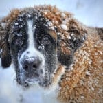 Pas u snijegu