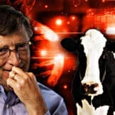 Bill Gates - Klimatske promjene i krave