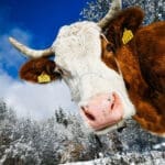 Krava u snijegu