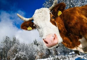 Krava u snijegu