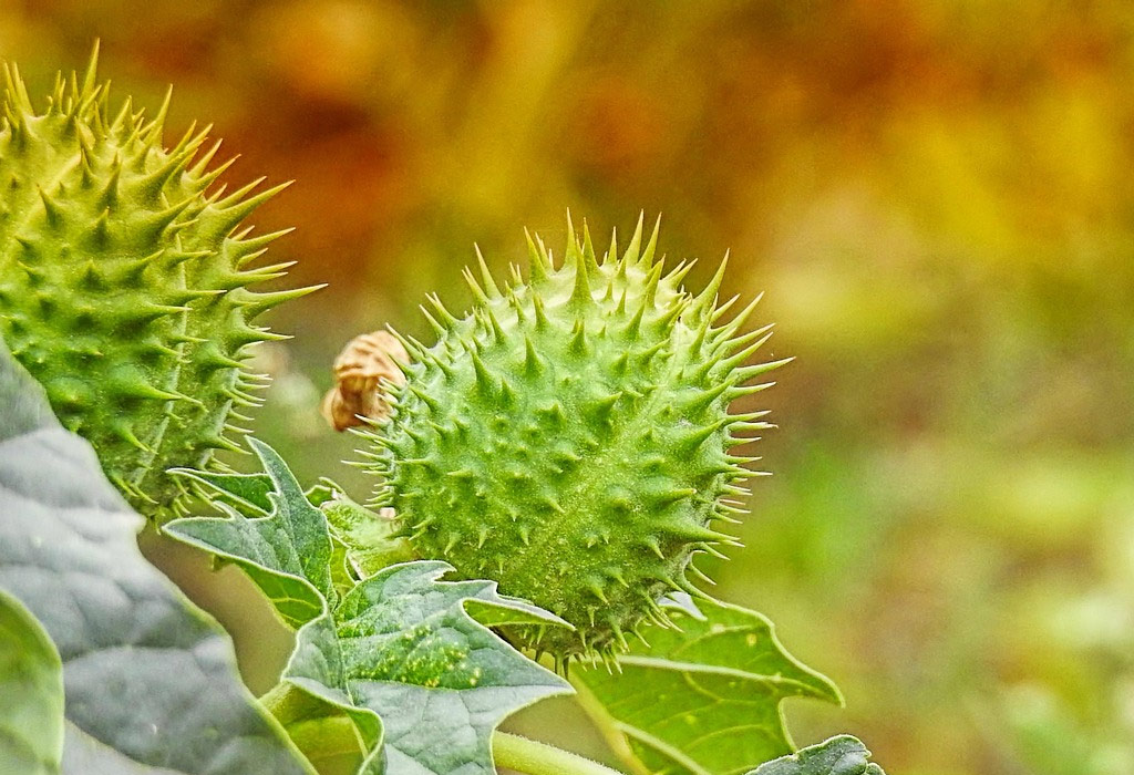 Datura