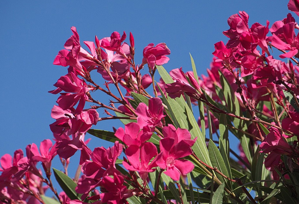 Oleander