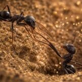 Mravi spasioci imaju aktivnije gene u mozgu