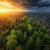 Raznolikost vrsta ključna za opstanak šuma