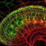 Alzheimerova bolest mijenja metabolizam i kisik u mozgu istovremeno