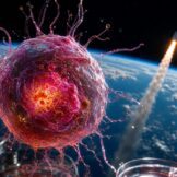 Australske matične stanice u svemiru otvaraju pitanje kontrole nad znanošću